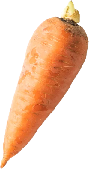Carrot