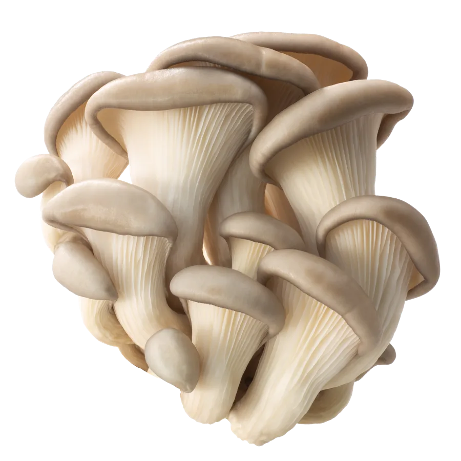 Oyster mushrooms