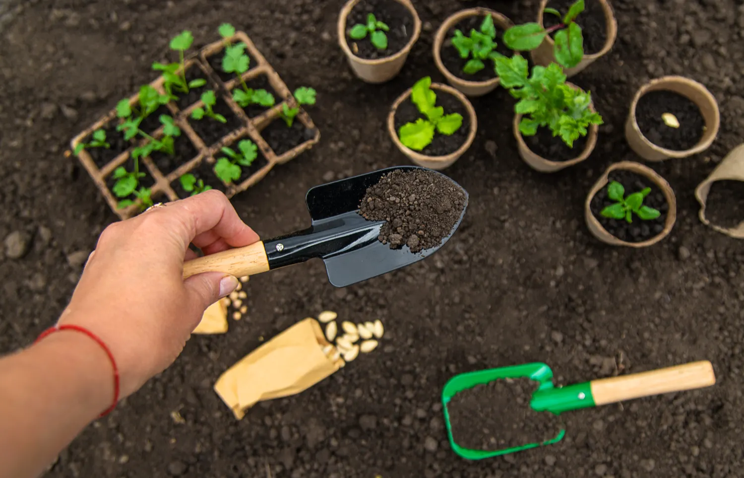 Seedlings being planted into trays of compost