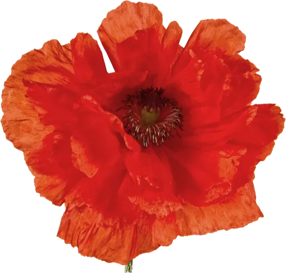 Poppy