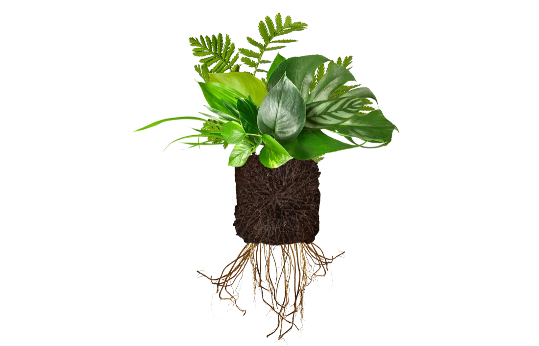 Seedling with root ball