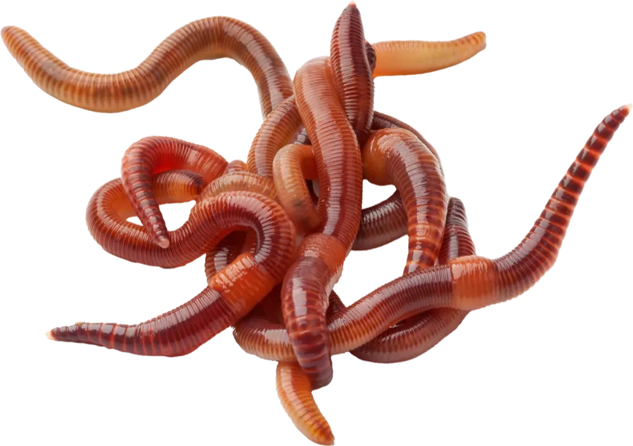 Earthworms